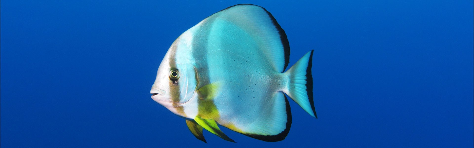 Batfish/Spadefish